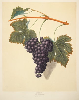 Item nr. 126043 Red Frontiniac. Pomona Britannica. George Brookshaw