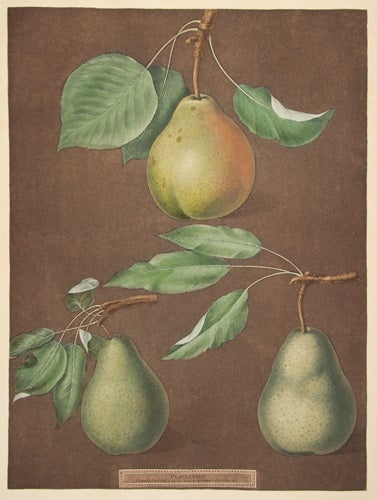 Item nr. 126044 Pears. Pomona Britannica. George Brookshaw.