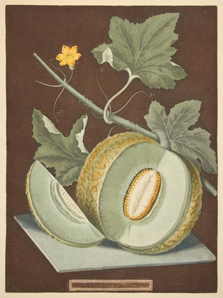 Green flesh or Candia melon. Pomona Britannica...