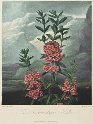 The Narrow-leaved Kalmia. Temple of Flora.
