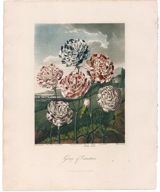 Item nr. 126057 Group of Carnations. Temple of Flora. Dr. Robert Thornton