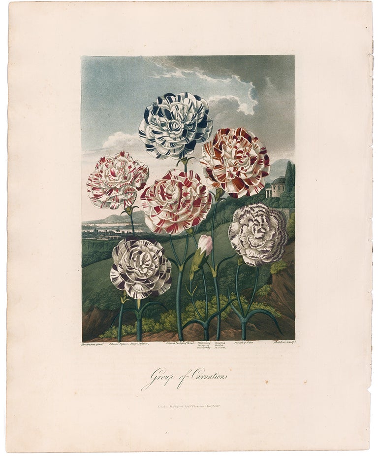 Item nr. 126057 Group of Carnations. Temple of Flora. Dr. Robert Thornton.