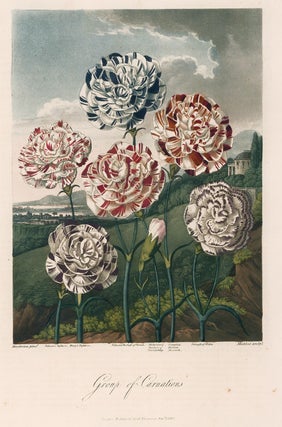 Group of Carnations. Temple of Flora.