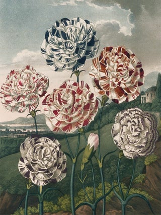 Group of Carnations. Temple of Flora.