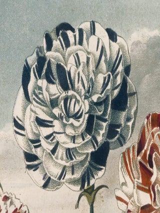Group of Carnations. Temple of Flora.