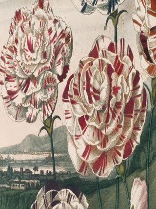 Group of Carnations. Temple of Flora.
