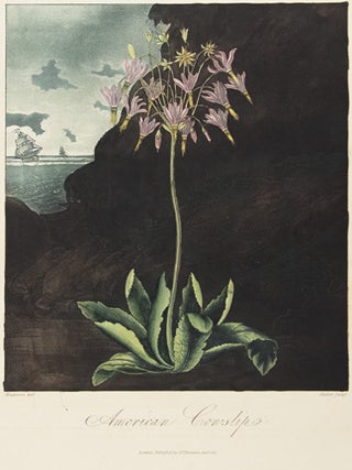 American Cowslip. Temple of Flora.
