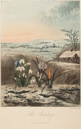 Item nr. 126061 The Snowdrop. Temple of Flora. Dr. Robert Thornton