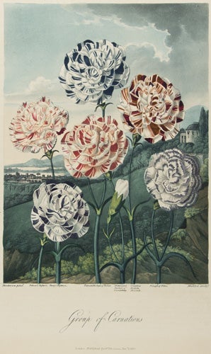 Item nr. 126064 Group of Carnations. Temple of Flora. Dr. Robert Thornton.