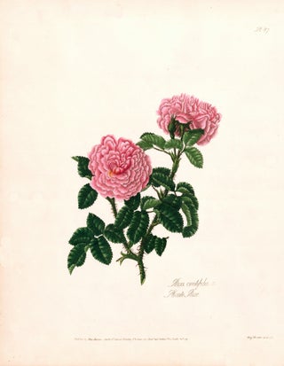 Item nr. 126917 Pl. 87. Plicate Rose. A Collection of Roses from Nature. Mary Lawrance