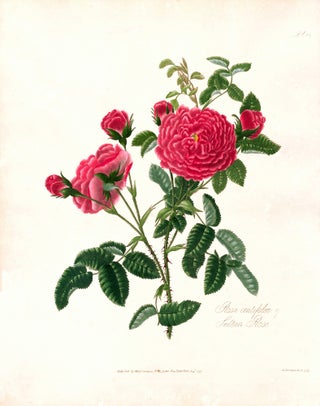 Item nr. 126918 Pl. 35. Sultan Rose. A Collection of Roses from Nature. Mary Lawrance