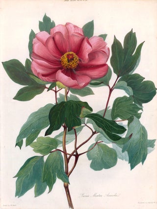 Item nr. 126919 Vol. VI, Pl. VII. Paeonia Moutan Annestei. Transactions of the Royal...