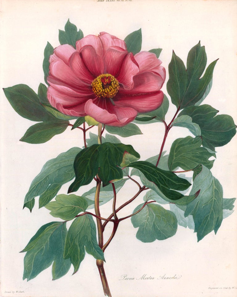 Item nr. 126919 Vol. VI, Pl. VII. Paeonia Moutan Annestei. Transactions of the Royal Horticultural Society of London. Royal Horticultural Society.
