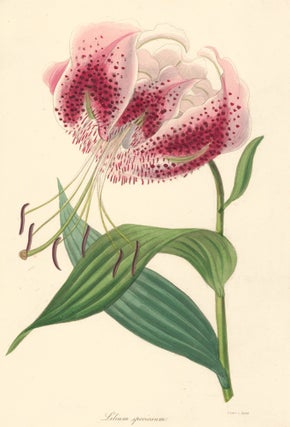 Item nr. 126962 Sir Joseph Paxton's Magazine of Botany. S. Holden