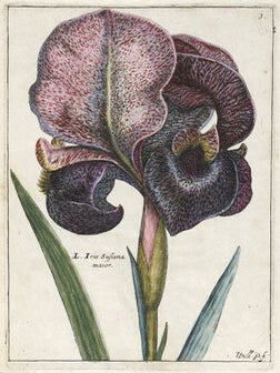 Hortus Floridus.