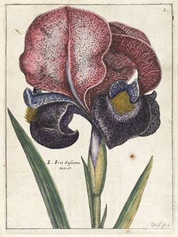 Hortus Floridus.