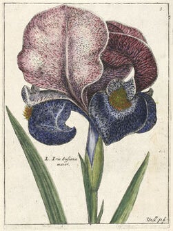 Hortus Floridus.
