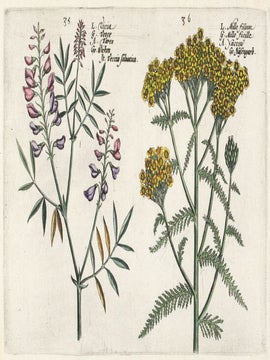 Hortus Floridus.
