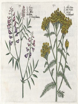Hortus Floridus.