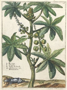 Hortus Floridus.
