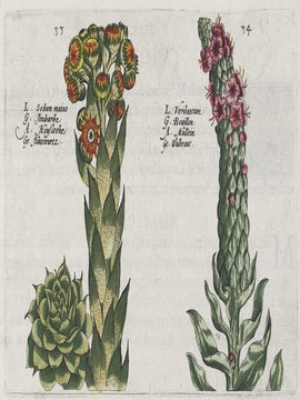 Hortus Floridus.