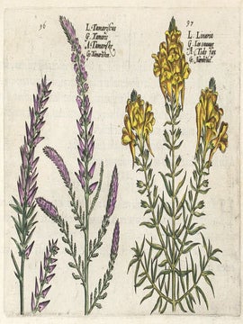 Hortus Floridus.
