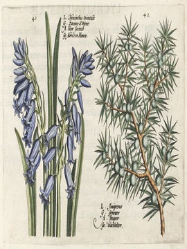Hortus Floridus.
