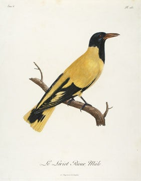 Item nr. 128332 Histoire Naturelle des Oiseaux d'Afrique. Francois Levaillant