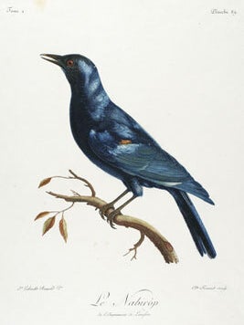 Histoire Naturelle des Oiseaux d'Afrique.