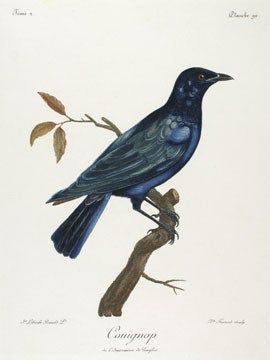Item nr. 128334 Histoire Naturelle des Oiseaux d'Afrique. Francois Levaillant