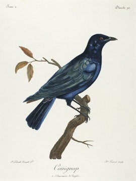 Histoire Naturelle des Oiseaux d'Afrique.