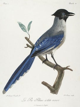 Histoire Naturelle des Oiseaux d'Afrique.