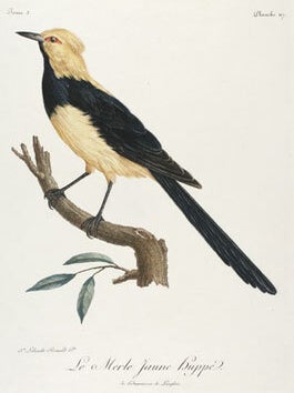 Histoire Naturelle des Oiseaux d'Afrique.