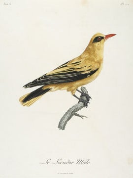 Histoire Naturelle des Oiseaux d'Afrique.