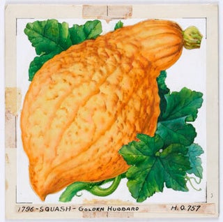 Item nr. 131388 Squash, Golden Hubbard. American School, Stecher-Traung