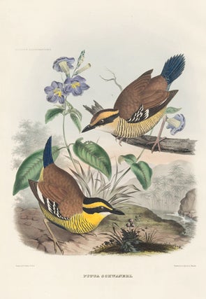 Item nr. 131743 Pitta Schwaneri. A Monograph of the Pittidae, or, Family of Ant-Thrushes. Daniel...