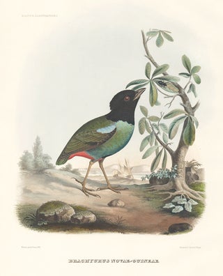 Item nr. 131745 Brachyurus Novae-Guineae. A Monograph of the Pittidae, or, Family of...