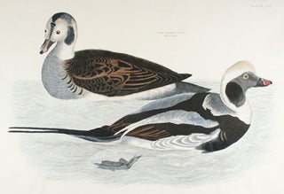Illustrations of British Ornithology.