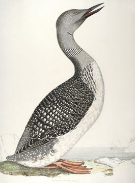 Item nr. 132016 Illustrations of British Ornithology. Prideaux John Selby