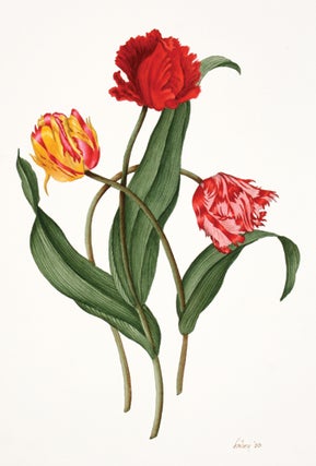 Item nr. 132048 Parrot Tulips [Yellow, Red, Pink]. Jack Freborg