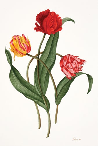 Item nr. 132048 Parrot Tulips [Yellow, Red, Pink]. Jack Freborg.