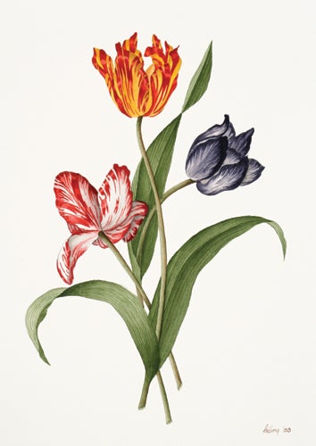 Item nr. 132049 Parrot Tulips [Pink, Yellow, Blue]. Jack Freborg.