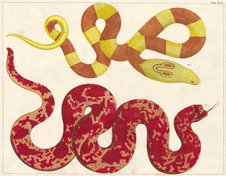 Item nr. 132207 Indian cobra and female saw-scaled viper. Locupletissimi rerum naturalium...