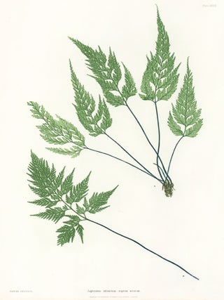 Item nr. 132600 Lastrea Oreopteris. Thomas Moore