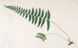 Fern.