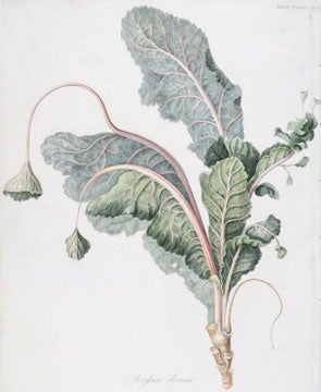 Item nr. 134415 Brassica Oleracea [Wild Mustard]. English School, Royal Horticultural Society