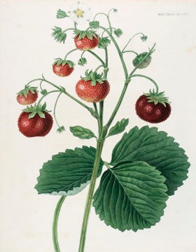 Item nr. 134418 The Roseberry Strawberry. English School, Royal Horticultural Society