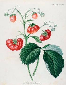 Item nr. 134420 The Downton Strawberry. English School, Royal Horticultural Society