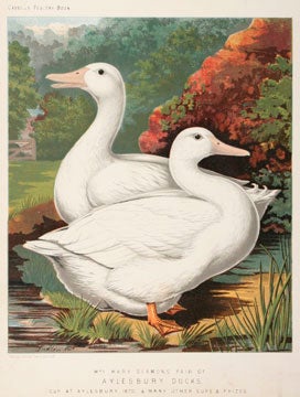 Illustrated Book of Poultry.