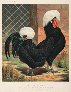 Illustrated Book of Poultry.